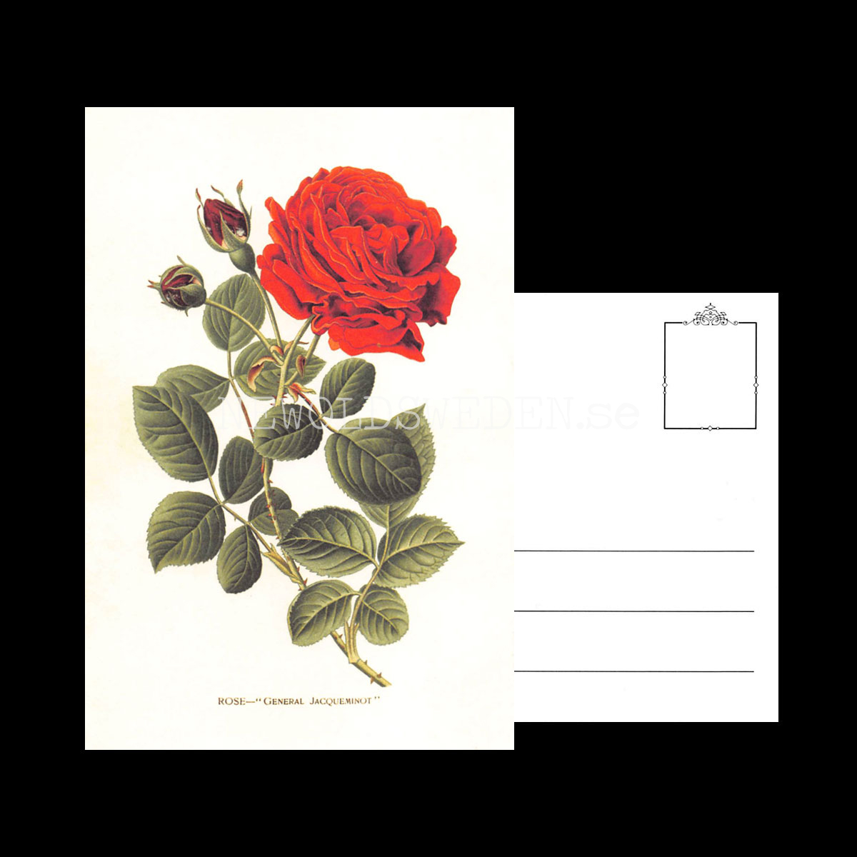 ROSE GENERAL JACQUEMINOT Vintage Vykort Nr: 183 - 10 x 15 cm - 430 - 3