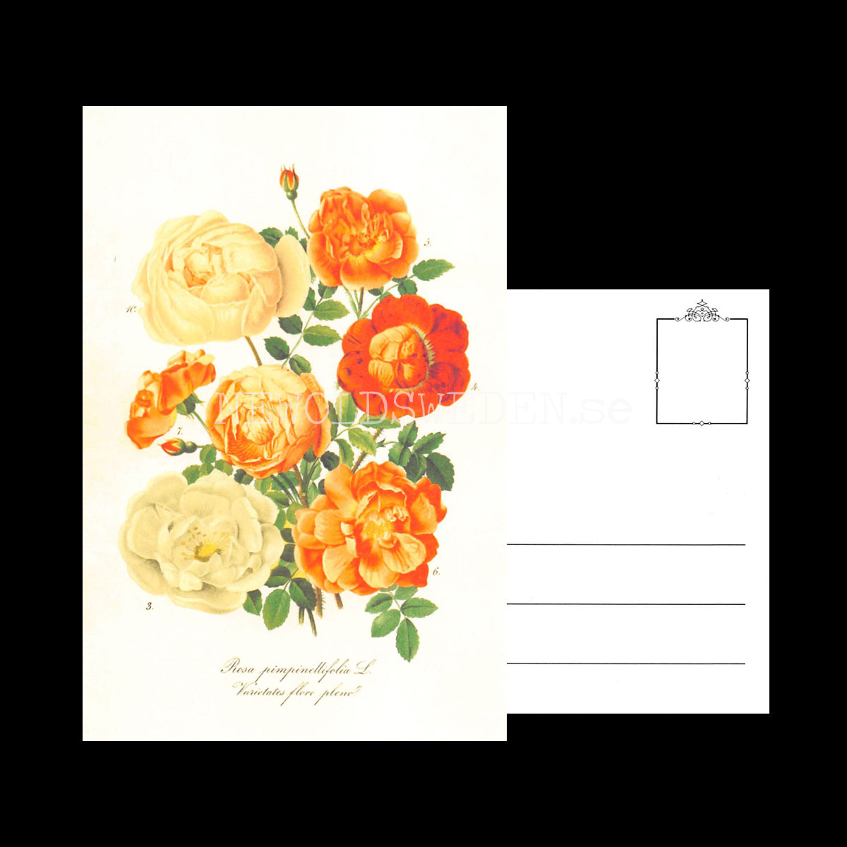 Rosa - Vintage Vykort Nr: 182 - 10 x 15 cm - 430 - 3