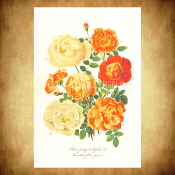 Rosa - Vintage Vykort Nr: 182 - 10 x 15 cm - 430