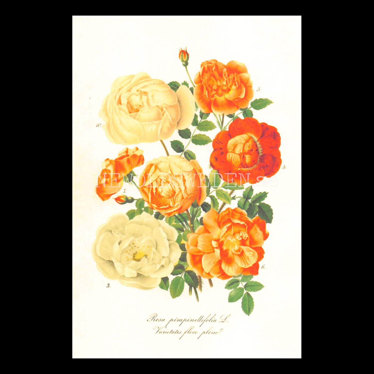 Rosa - Vintage Vykort Nr: 182 - 10 x 15 cm - 430