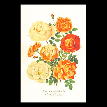Rosa - Vintage Vykort Nr: 182 - 10 x 15 cm - 430