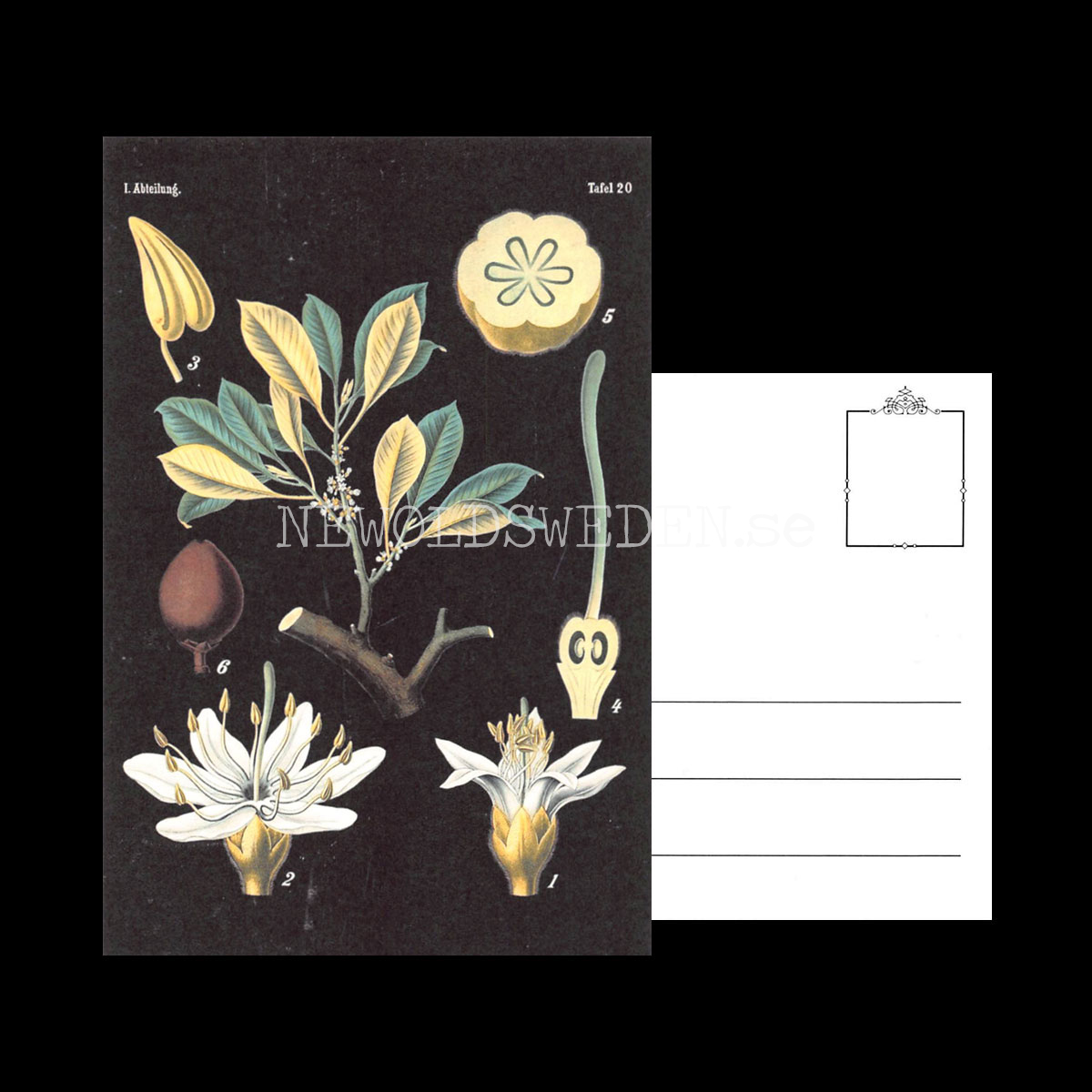 Abteilung Vintage Vykort Nr: 181 - 10 x 15 cm - 430 - 3