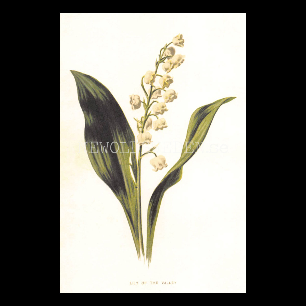 LILY OF THE VALLEY Vintage Vykort Nr: 177 - 10 x 15 cm - 430