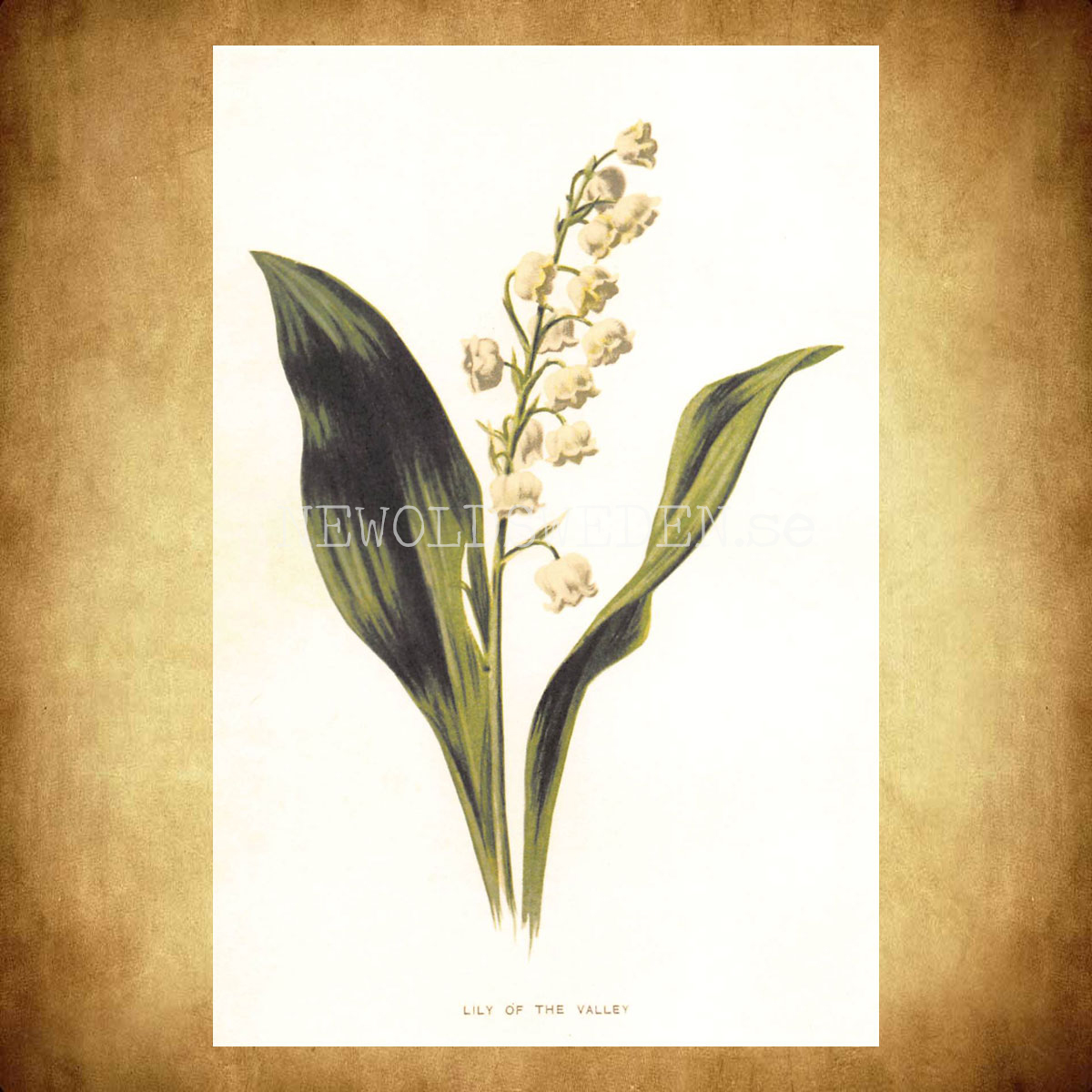 LILY OF THE VALLEY Vintage Vykort Nr: 177 - 10 x 15 cm - 430 - 2