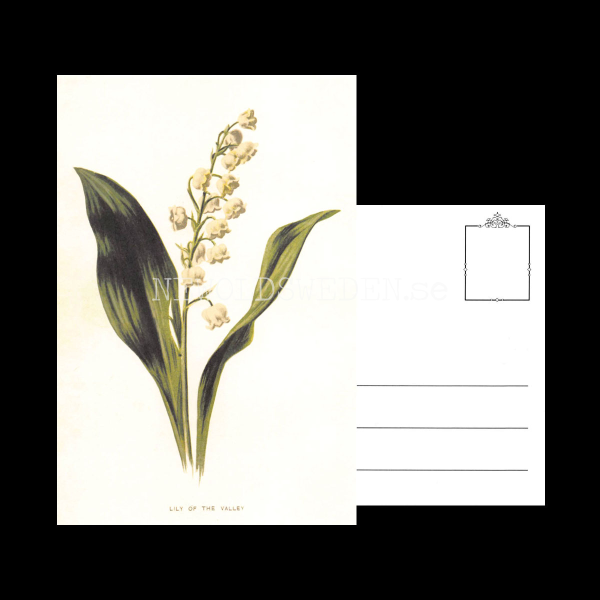 LILY OF THE VALLEY Vintage Vykort Nr: 177 - 10 x 15 cm - 430 - 3