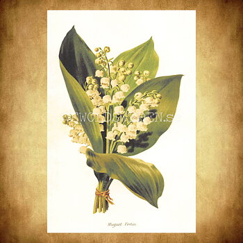 Muguet Fortin Vintage Vykort Nr: 176 - 10 x 15 cm - 430
