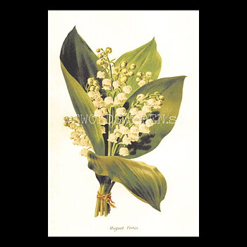Muguet Fortin Vintage Vykort Nr: 176 - 10 x 15 cm - 430