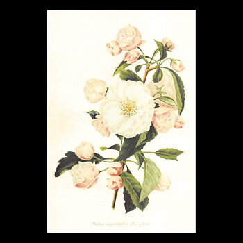 Malus anguslifolia flore pleno Vintage Vykort Nr: 175 - 10 x 15 cm - 430