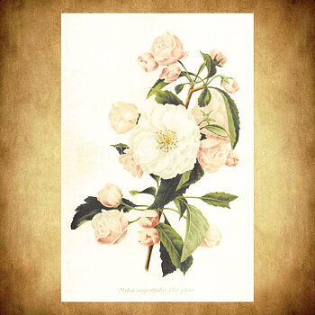 Malus anguslifolia flore pleno Vintage Vykort Nr: 175 - 10 x 15 cm - 430