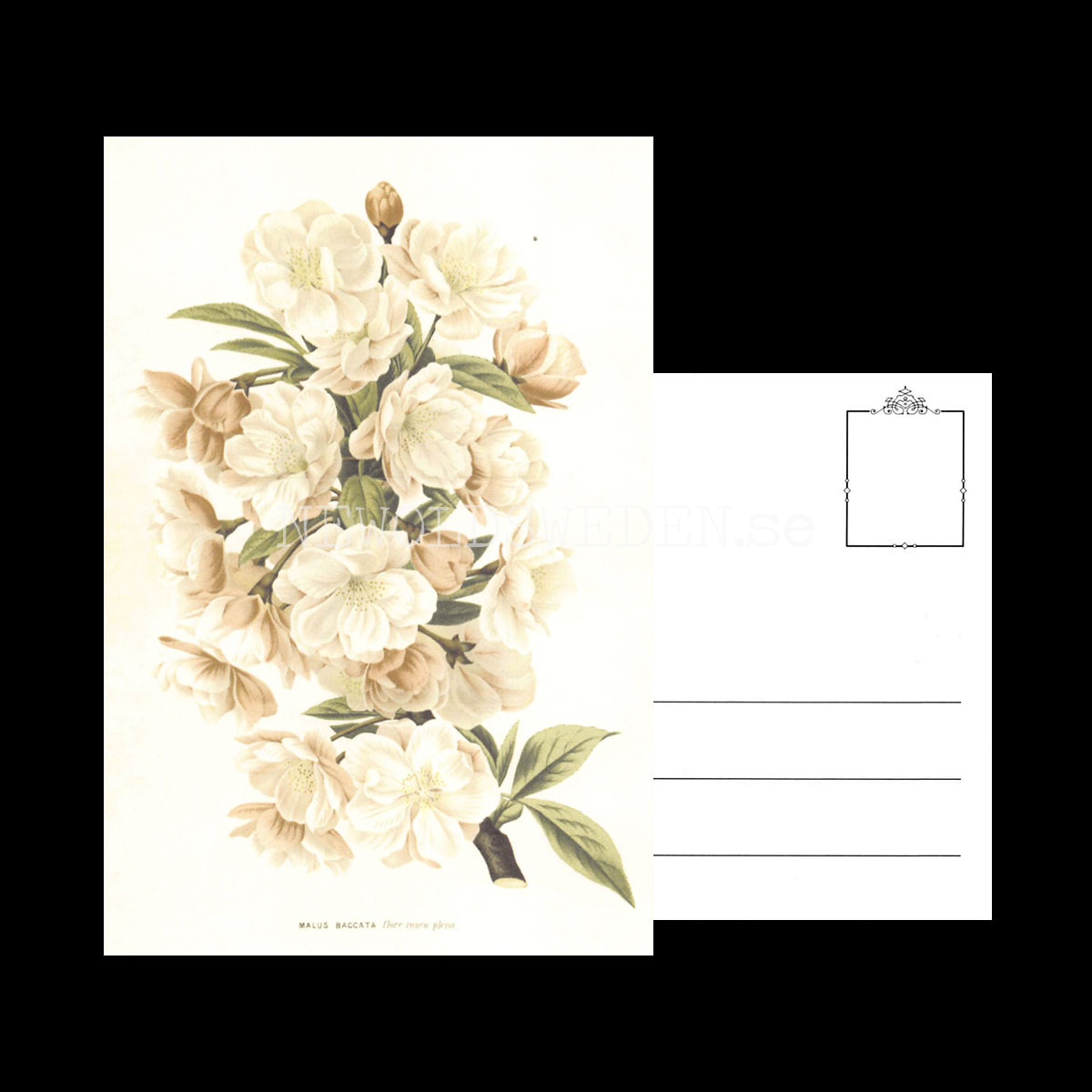 MALUS BACCATA Vintage Vykort Nr: 174 - 10 x 15 cm - 430 - 3