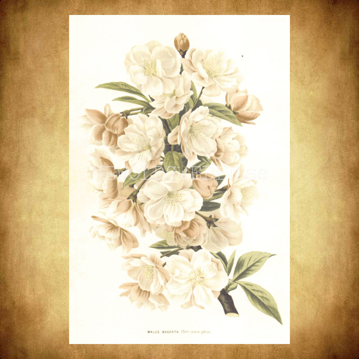 MALUS BACCATA Vintage Vykort Nr: 174 - 10 x 15 cm - 430 - 2