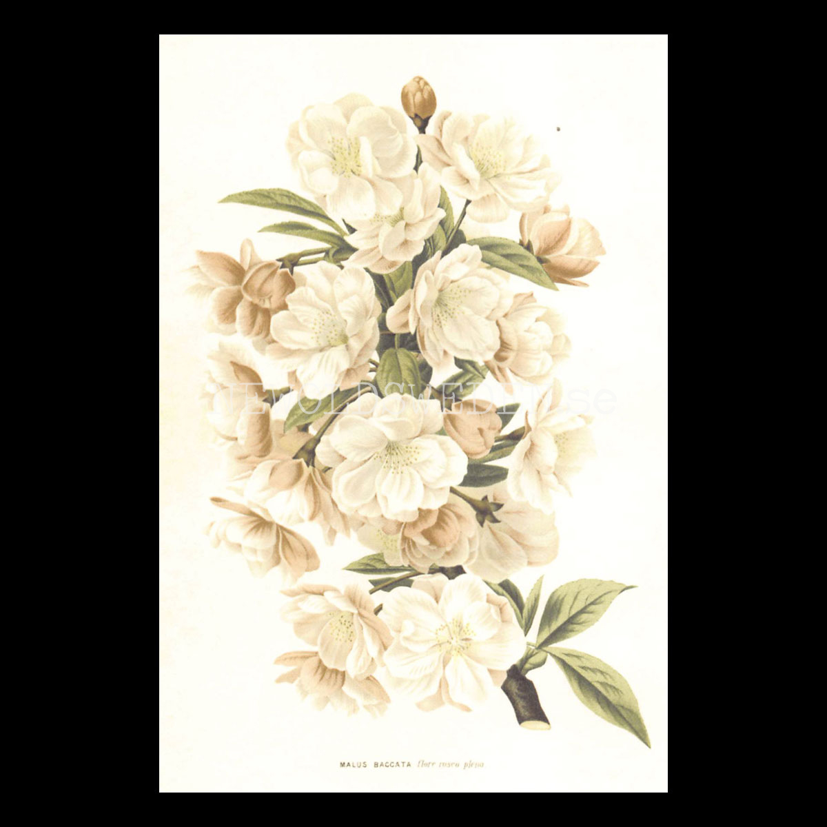 MALUS BACCATA Vintage Vykort Nr: 174 - 10 x 15 cm - 430