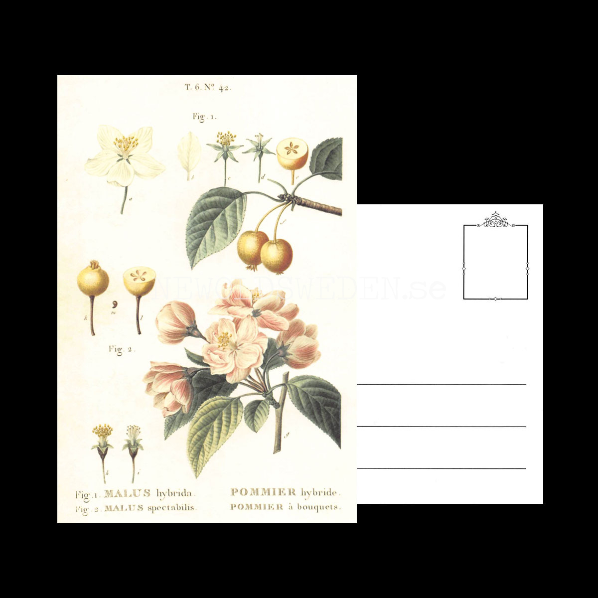 MALUS Vintage Vykort Nr: 172 - 10 x 15 cm - 430 - 3