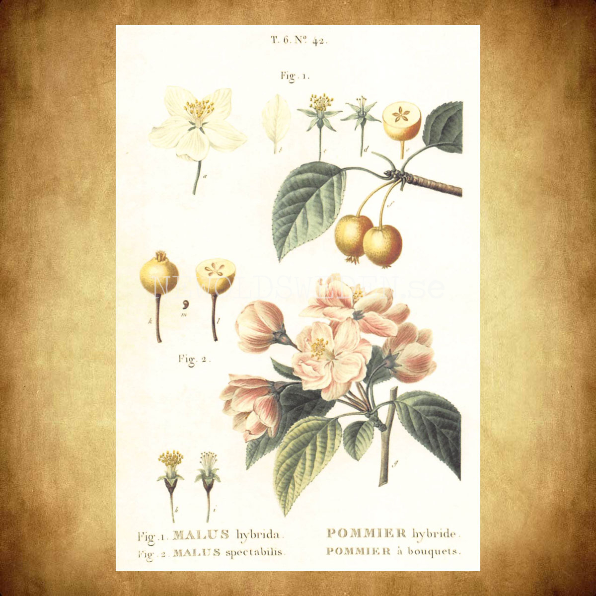 MALUS Vintage Vykort Nr: 172 - 10 x 15 cm - 430 - 2