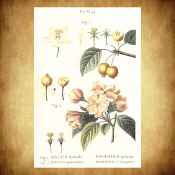 MALUS Vintage Vykort Nr: 172 - 10 x 15 cm - 430