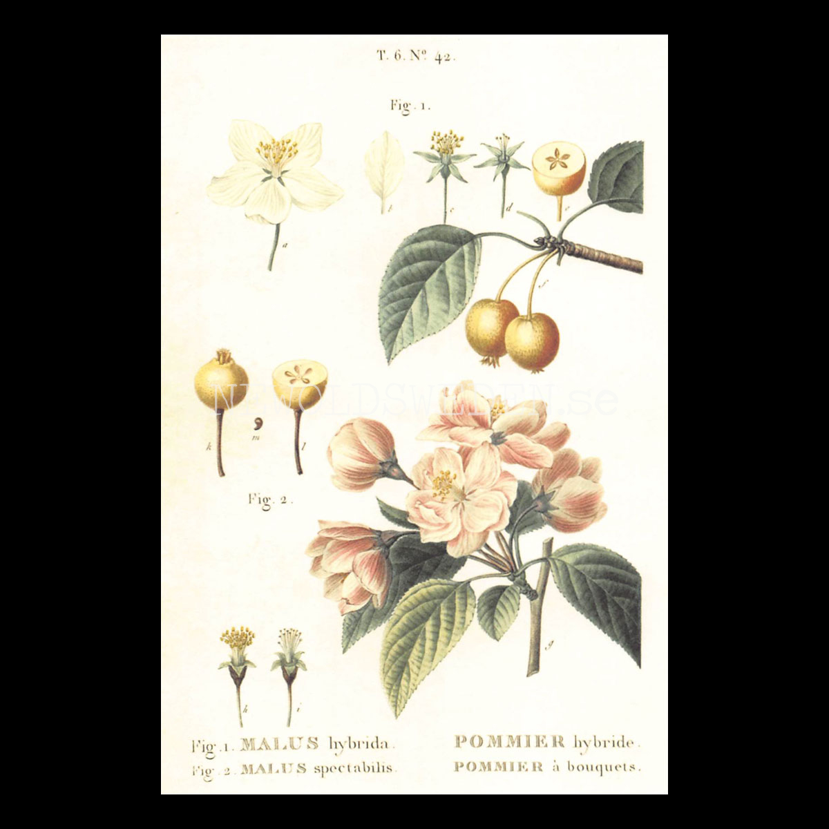 MALUS Vintage Vykort Nr: 172 - 10 x 15 cm - 430