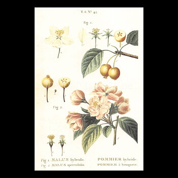 MALUS Vintage Vykort Nr: 172 - 10 x 15 cm - 430