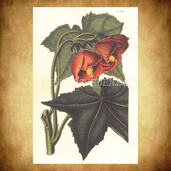 Blommor Vintage Vykort Nr: 171 - 10 x 15 cm - 430