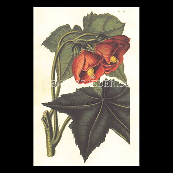 Blommor Vintage Vykort Nr: 171 - 10 x 15 cm - 430