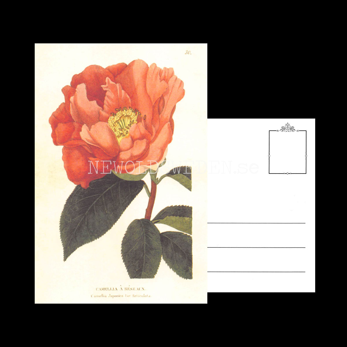 CAMELLIA A RESEAUX Vintage Vykort Nr: 170 - 10 x 15 cm - 430 - 3