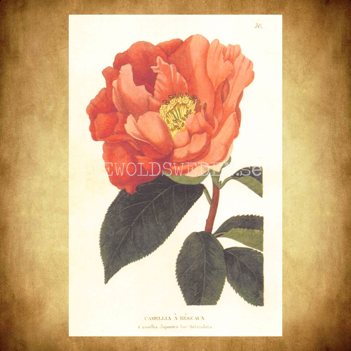 CAMELLIA A RESEAUX Vintage Vykort Nr: 170 - 10 x 15 cm - 430 - 2