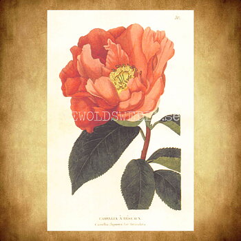 CAMELLIA A RESEAUX Vintage Vykort Nr: 170 - 10 x 15 cm - 430