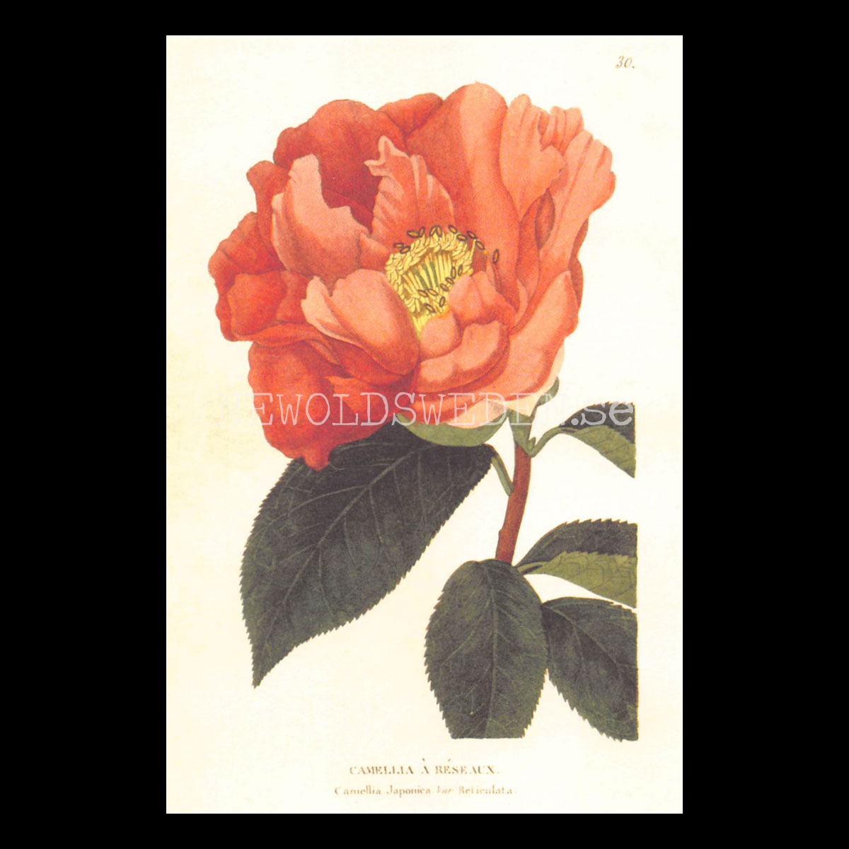 CAMELLIA A RESEAUX Vintage Vykort Nr: 170 - 10 x 15 cm - 430