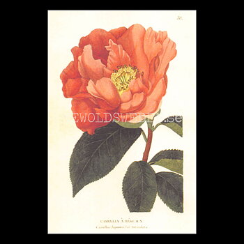 CAMELLIA A RESEAUX Vintage Vykort Nr: 170 - 10 x 15 cm - 430
