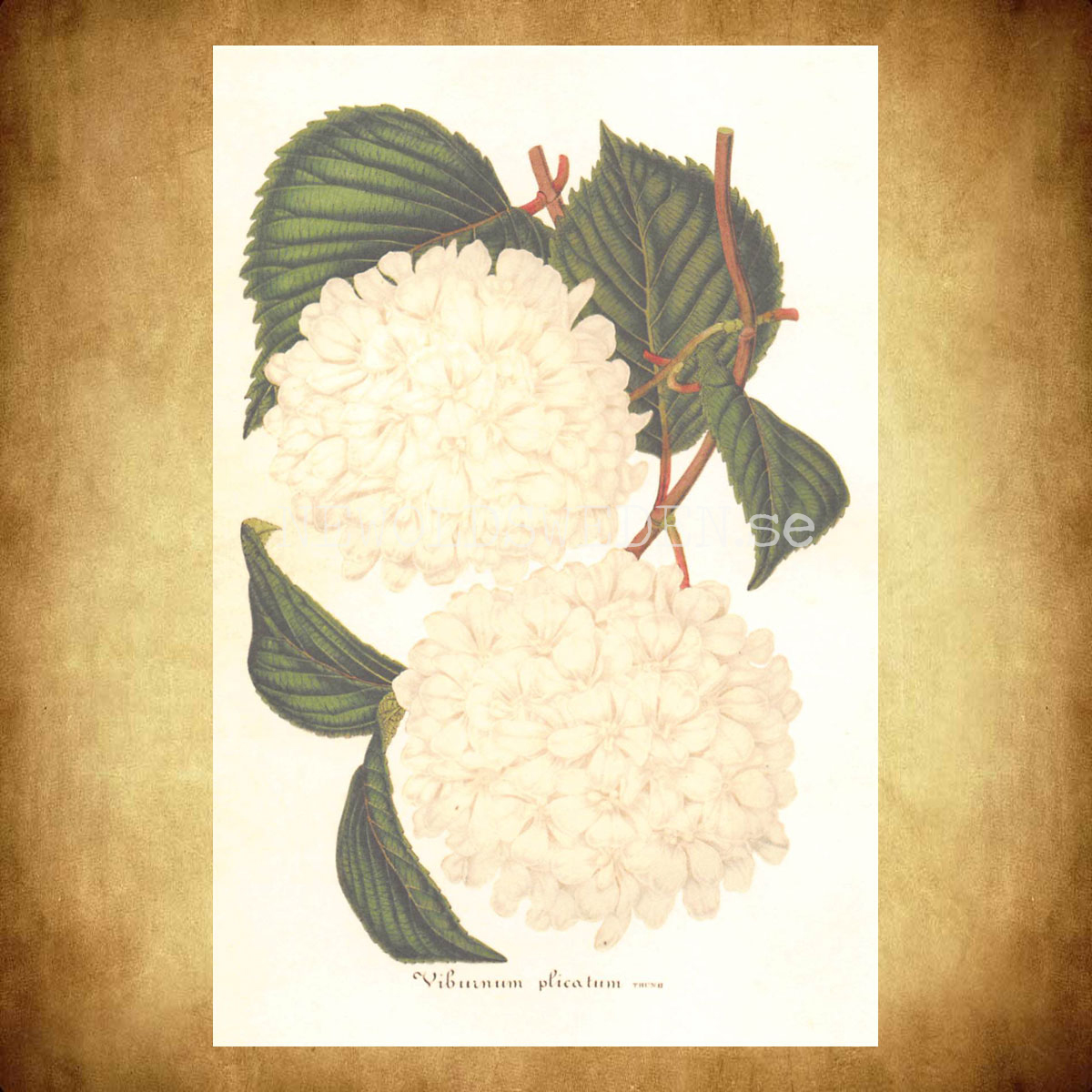 Viburnum plicatum Vintage Vykort Nr: 169 - 10 x 15 cm - 430 - 2