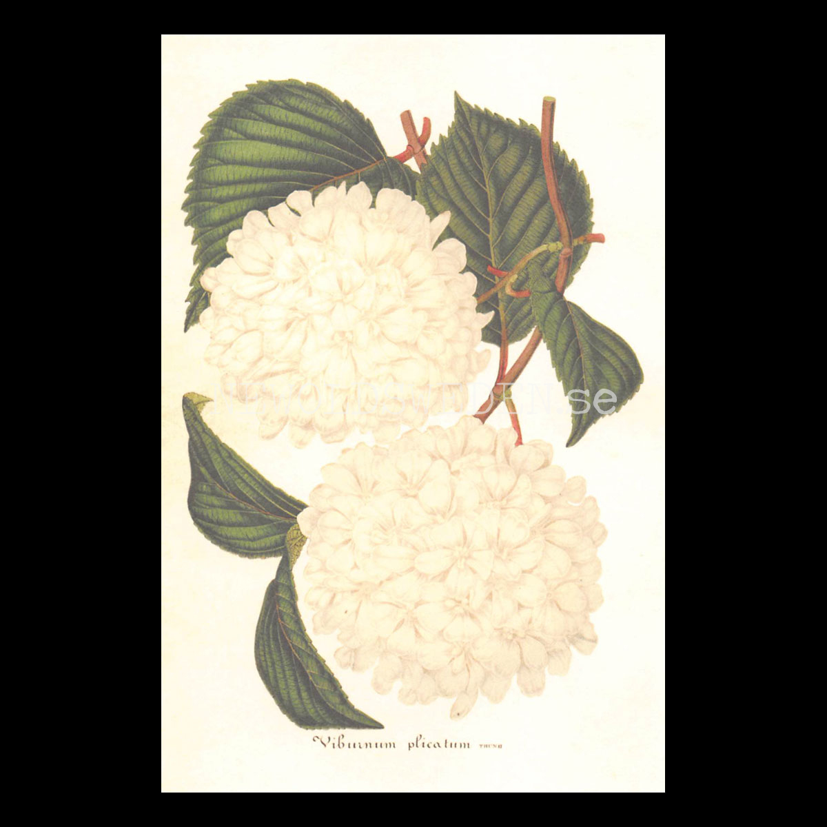 Viburnum plicatum Vintage Vykort Nr: 169 - 10 x 15 cm - 430