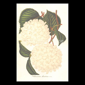 Viburnum plicatum Vintage Vykort Nr: 169 - 10 x 15 cm - 430