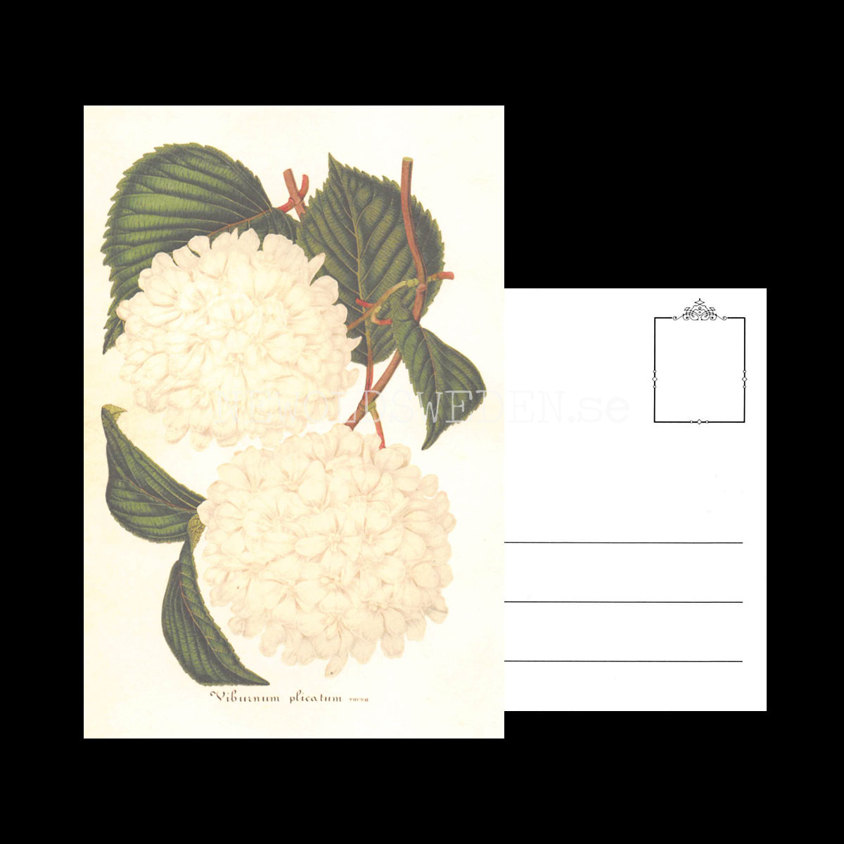 Viburnum plicatum Vintage Vykort Nr: 169 - 10 x 15 cm - 430 - 3