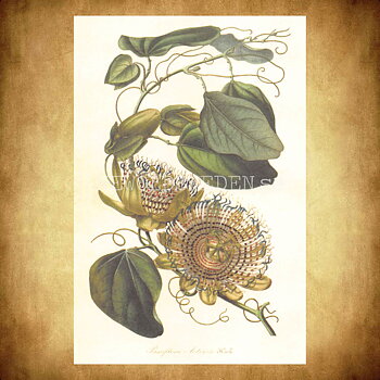 Blommor Vintage Vykort Nr: 168 - 10 x 15 cm - 430