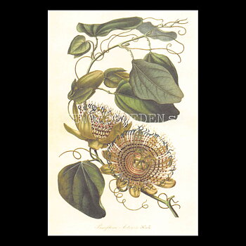 Blommor Vintage Vykort Nr: 168 - 10 x 15 cm - 430