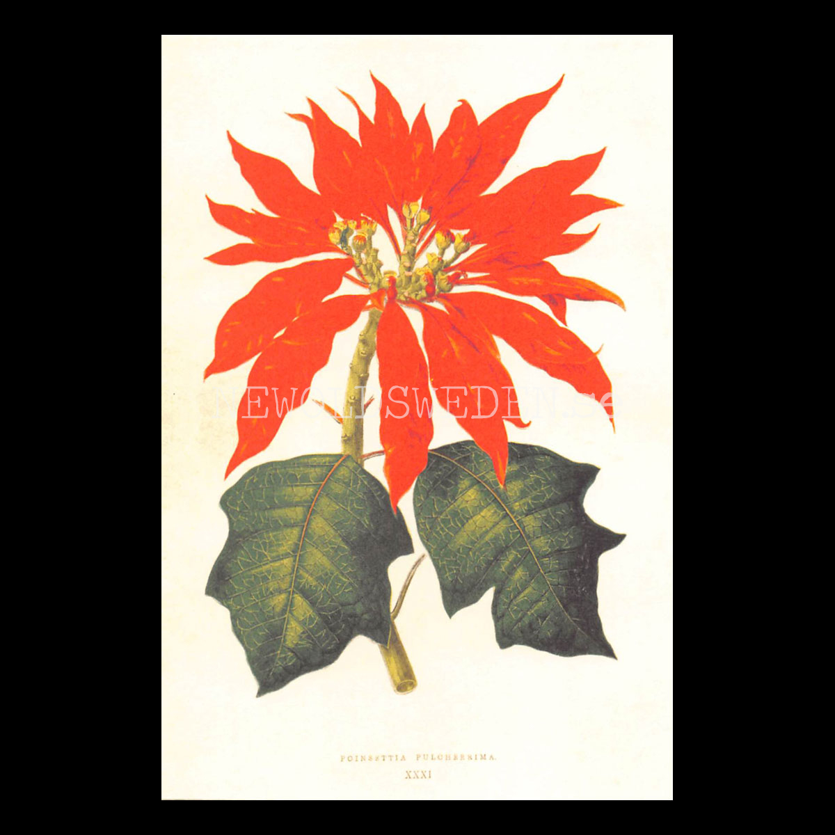 POINSETTA PULCHERRIMA Vintage Vykort Nr: 167 - 10 x 15 cm - 430