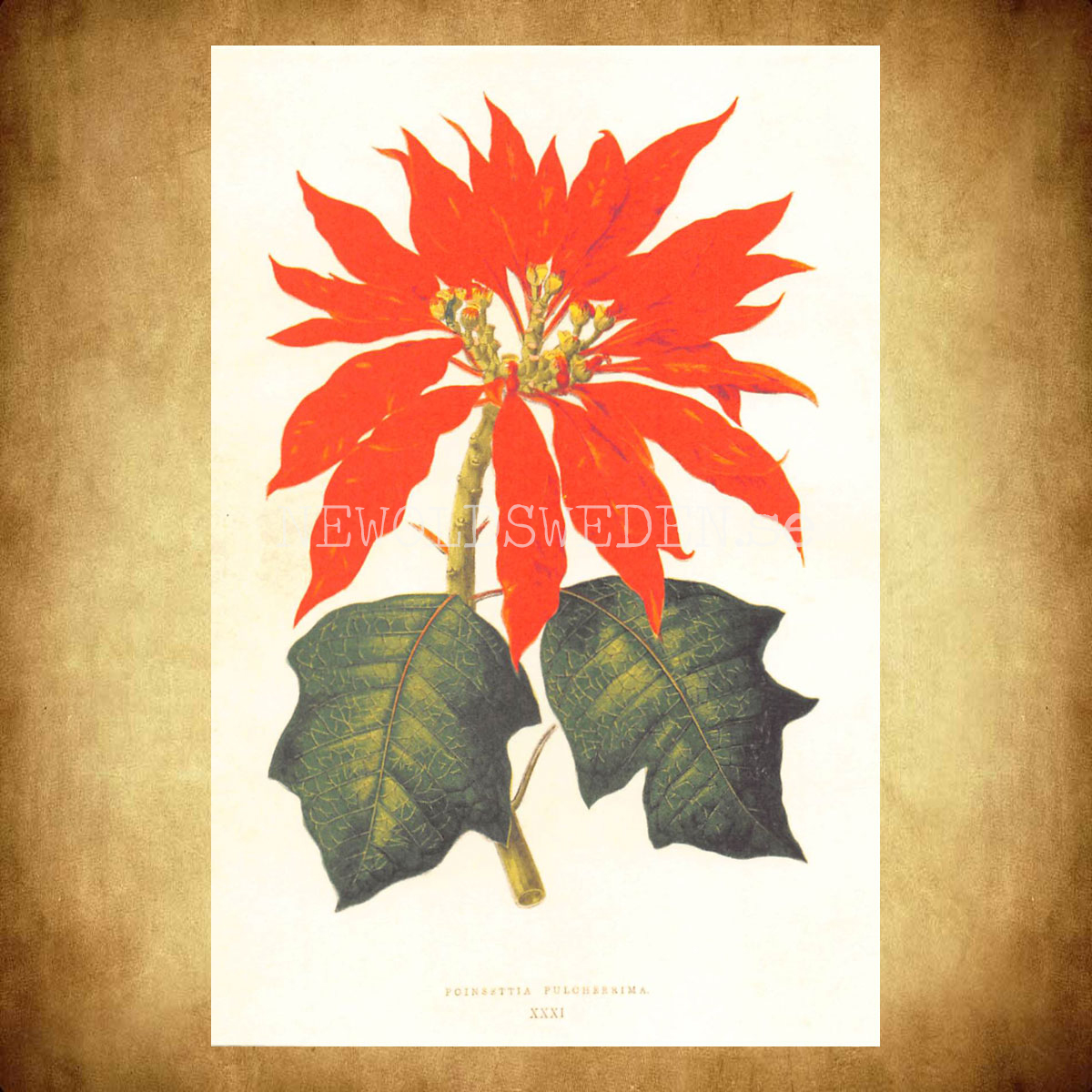 POINSETTA PULCHERRIMA Vintage Vykort Nr: 167 - 10 x 15 cm - 430 - 2