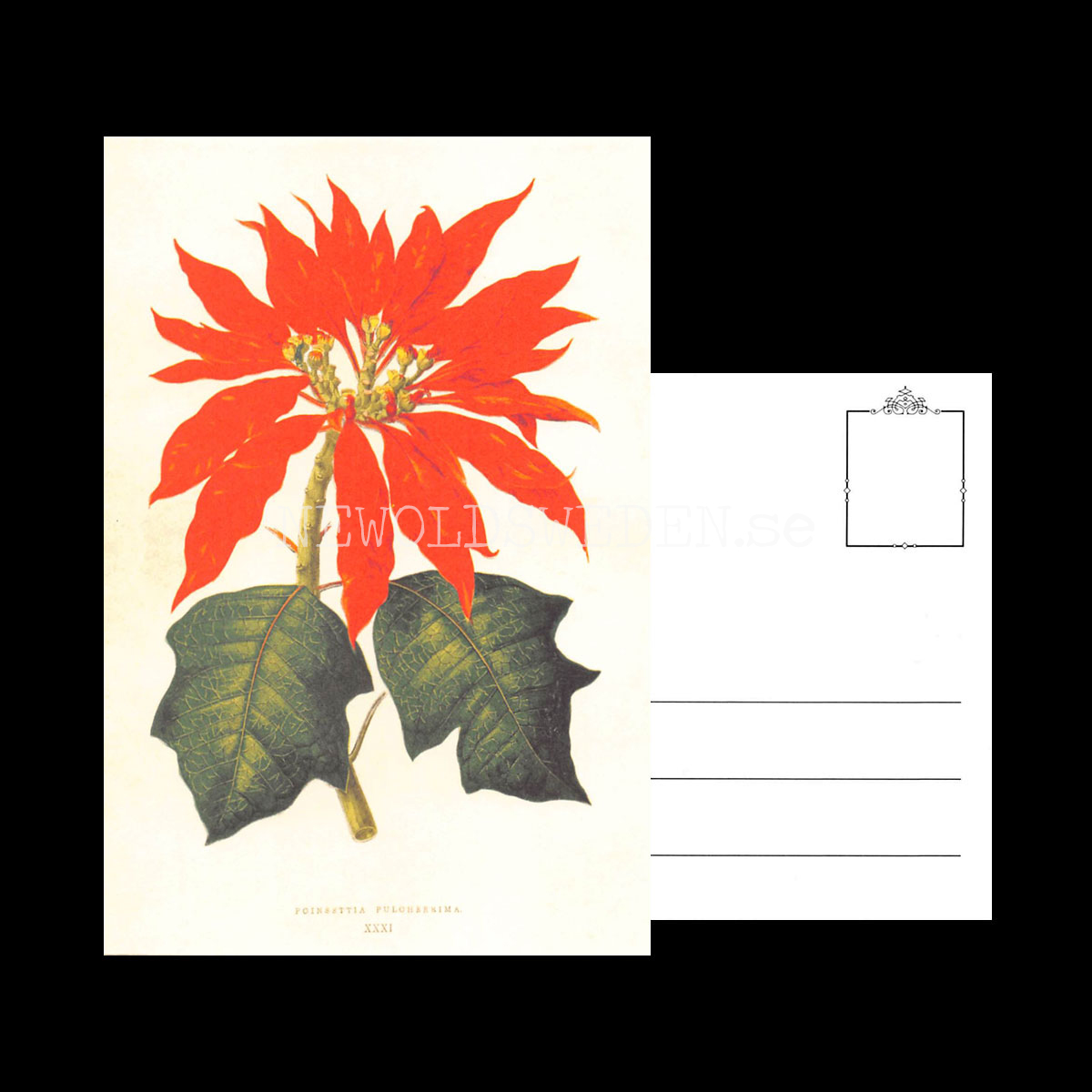 POINSETTA PULCHERRIMA Vintage Vykort Nr: 167 - 10 x 15 cm - 430 - 3