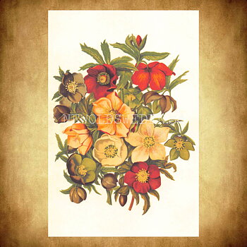 Blommor Vintage Vykort Nr: 165 - 10 x 15 cm - 430