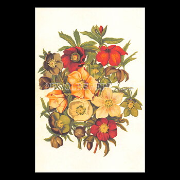 Blommor Vintage Vykort Nr: 165 - 10 x 15 cm - 430