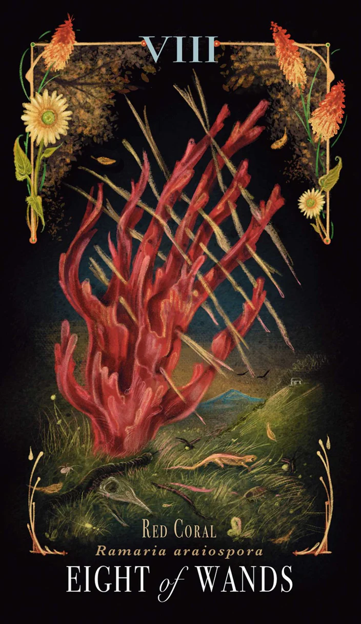 Midnight Magic, The Mushroom Tarot Deck  - Sara Richard - 5