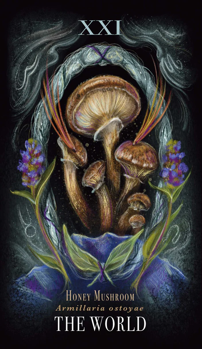 Midnight Magic, The Mushroom Tarot Deck  - Sara Richard - 4