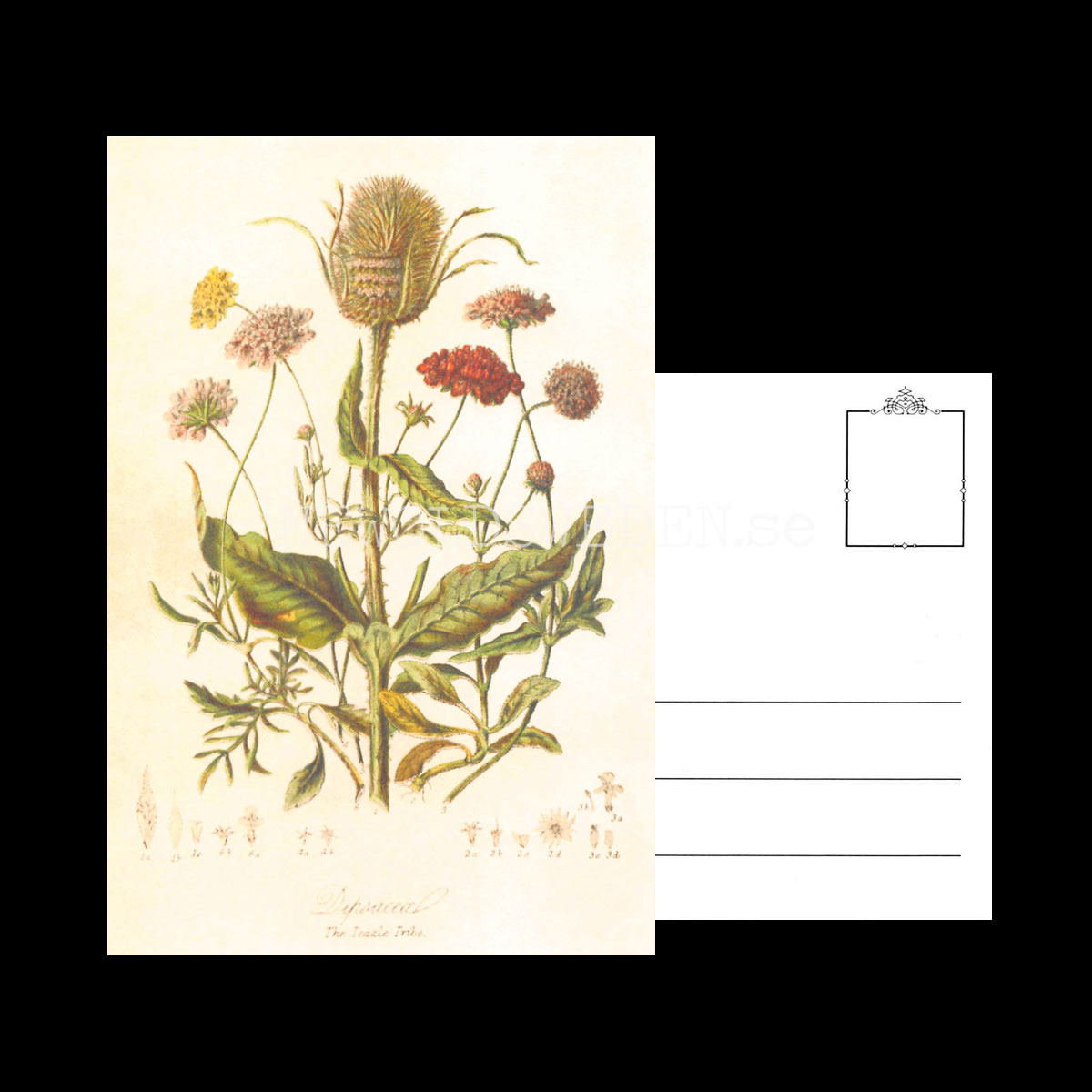 The Teazle Tribe - Vintage Vykort Nr: 249 - 10 x 15 cm - 432 - 3