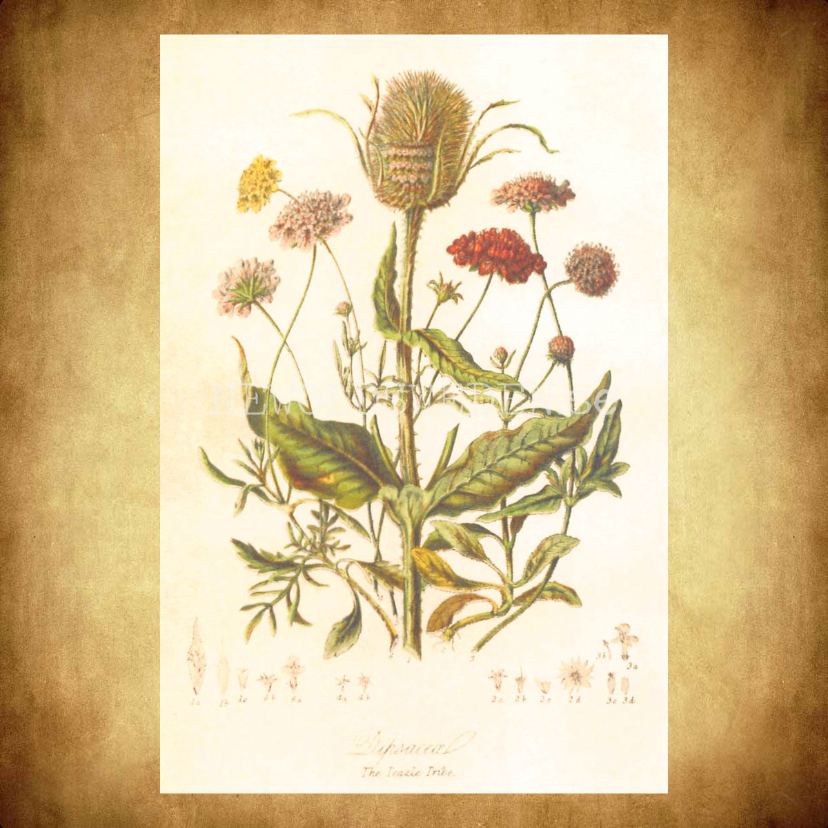The Teazle Tribe - Vintage Vykort Nr: 249 - 10 x 15 cm - 432 - 2