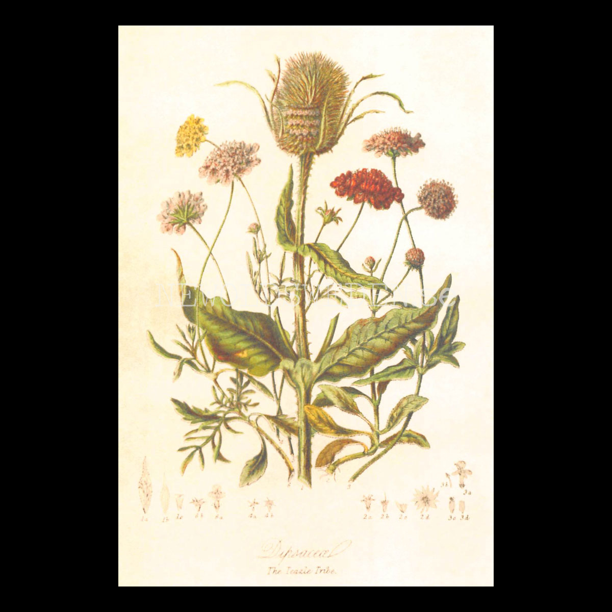 The Teazle Tribe - Vintage Vykort Nr: 249 - 10 x 15 cm - 432