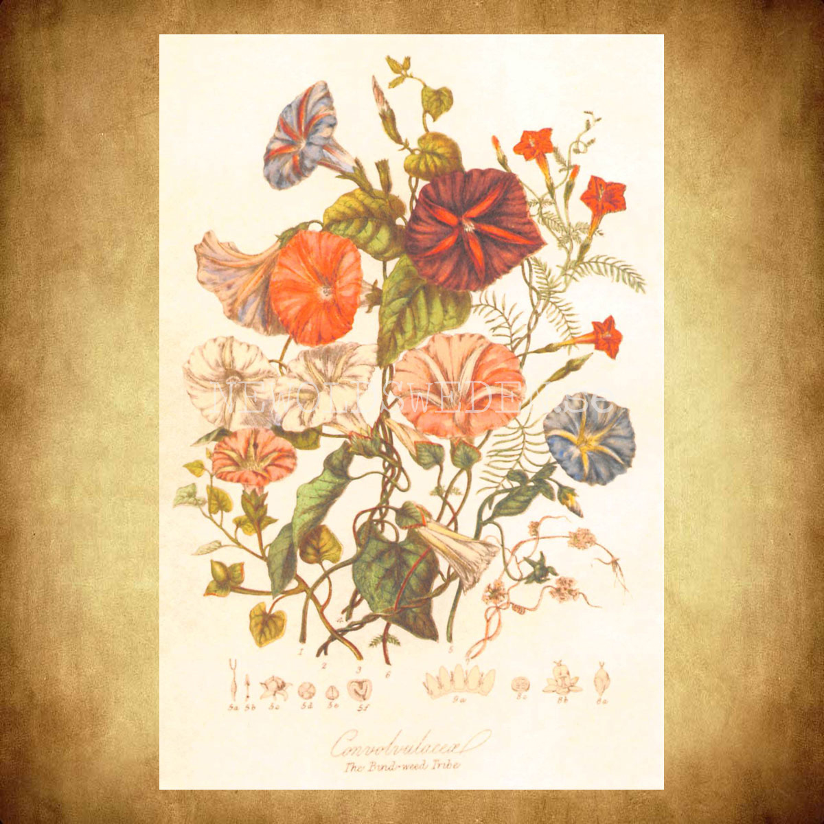 The Bund-weed Tribe - Vintage Vykort Nr: 247 - 10 x 15 cm - 432 - 2