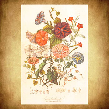 The Bund-weed Tribe - Vintage Vykort Nr: 247 - 10 x 15 cm - 432
