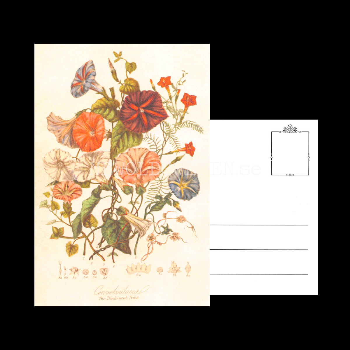 The Bund-weed Tribe - Vintage Vykort Nr: 247 - 10 x 15 cm - 432 - 3