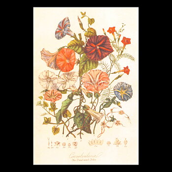 The Bund-weed Tribe - Vintage Vykort Nr: 247 - 10 x 15 cm - 432