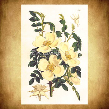 Blommor Vintage Vykort Nr: 243 - 10 x 15 cm - 432