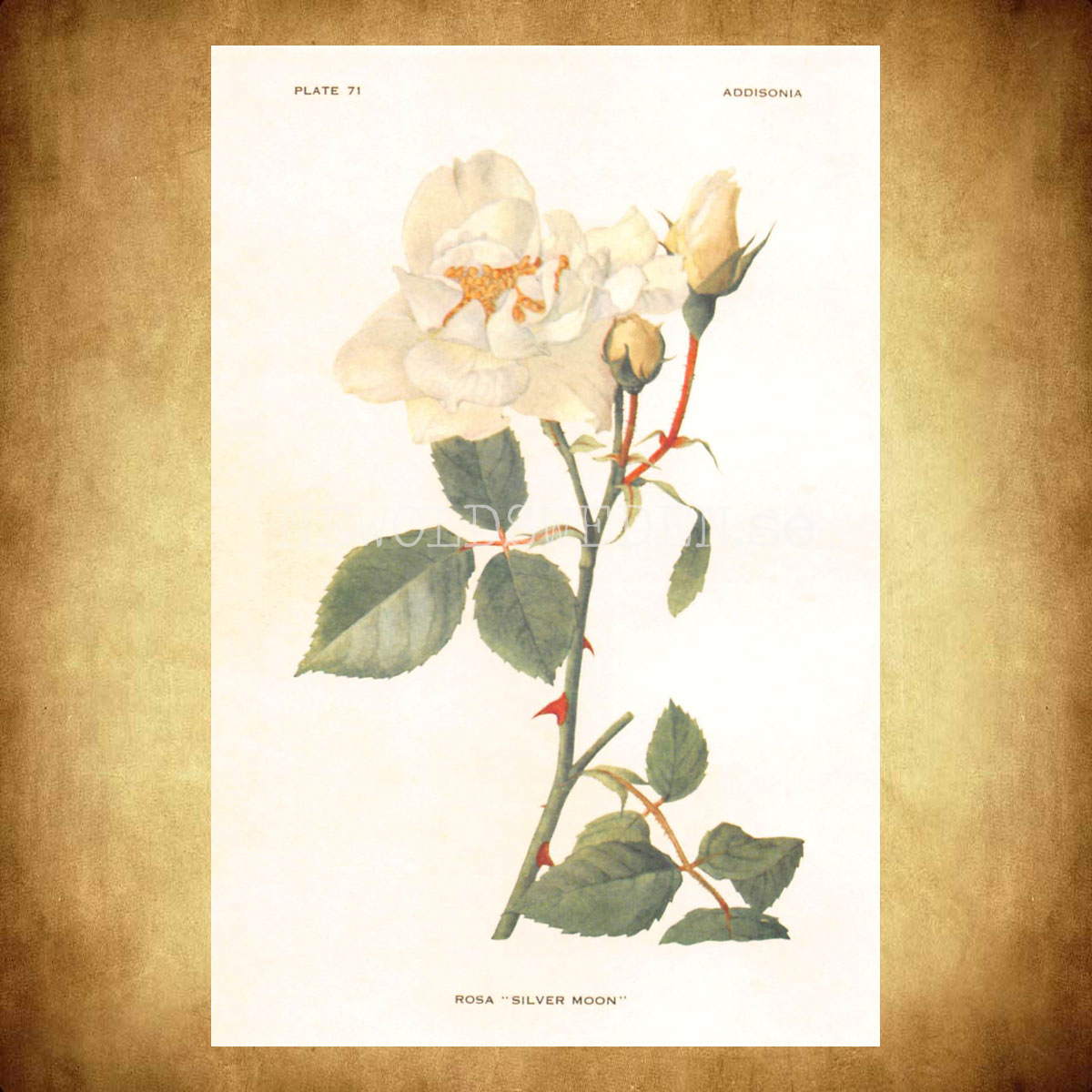 ROSA SILVER MOON - Vintage Vykort Nr: 242 - 10 x 15 cm - 432 - 2